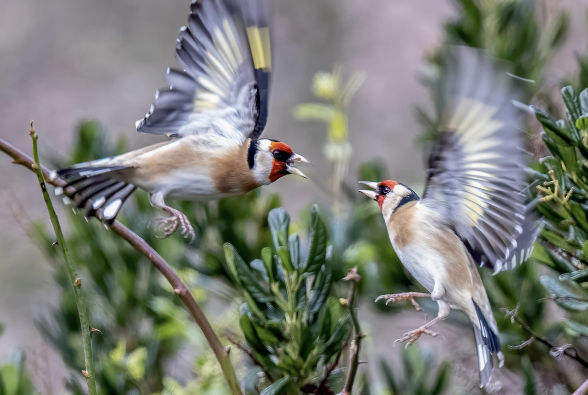 Lire la suite à propos de l’article Quand le Conseil Constitutionnel vient au secours du délit d&rsquo;atteinte aux espèces protégées (art. L. 415-3 du Code de l&rsquo;environnement)