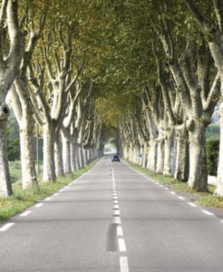 Lire la suite à propos de l’article Les constructions édifiées à proximité d&rsquo;une voie de circulation doivent préserver les alignements d&rsquo;arbres