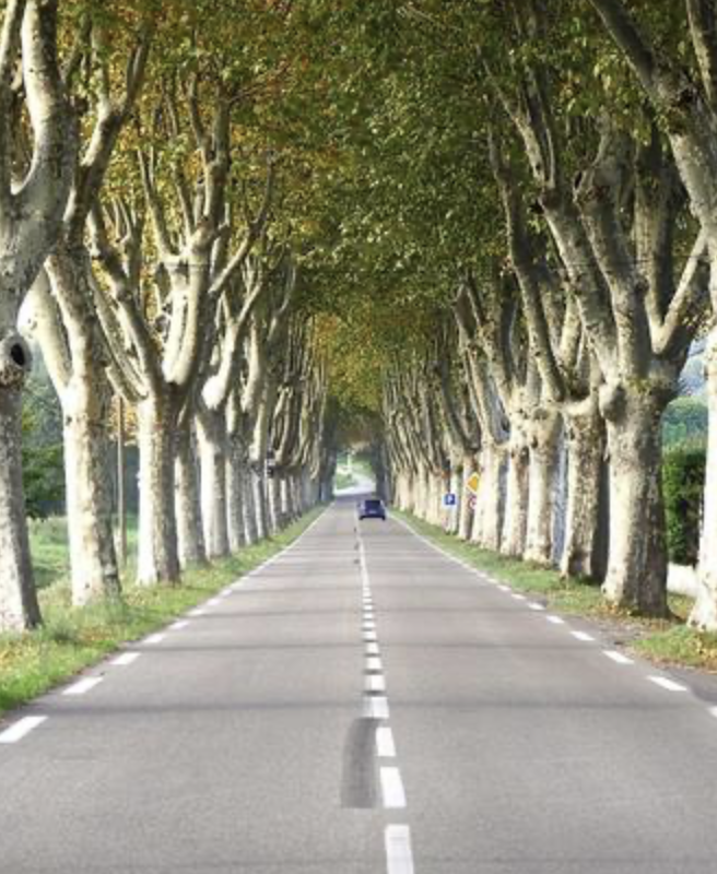 Lire la suite à propos de l’article Les constructions édifiées à proximité d&rsquo;une voie de circulation doivent préserver les alignements d&rsquo;arbres