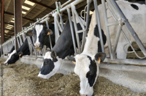 Lire la suite à propos de l’article Annulation d&rsquo;un permis de construire un hangar agricole pour risque d&rsquo;atteinte à la salubrité publique