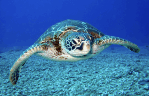 Lire la suite à propos de l’article LE REQUIN ET LA TORTUE MARINE (TEMPORAIREMENT) RECONNUS COMME SUJETS DE DROIT PAR LES ILES LOYAUTE