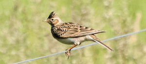 Lire la suite à propos de l’article Vers la fin des chasses traditionnelles à l&rsquo;alouette des champs