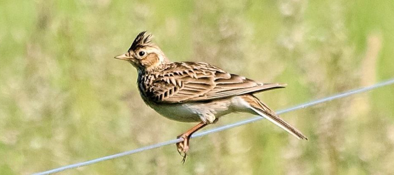 Lire la suite à propos de l’article Vers la fin des chasses traditionnelles à l&rsquo;alouette des champs