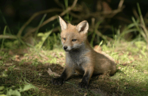 Lire la suite à propos de l’article SUSPENSION D&rsquo;UNE BATTUE DE RENARDS PAR LE JUGE DES REFERES