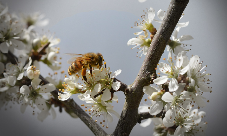 Environnement et protection de la nature / avocat / Dorothée Mandile - Photo Pixabay : JGGRZ