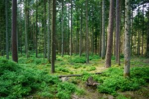 L&rsquo;article 7 de la Charte de l&rsquo;environnement au soutien des forêts françaises