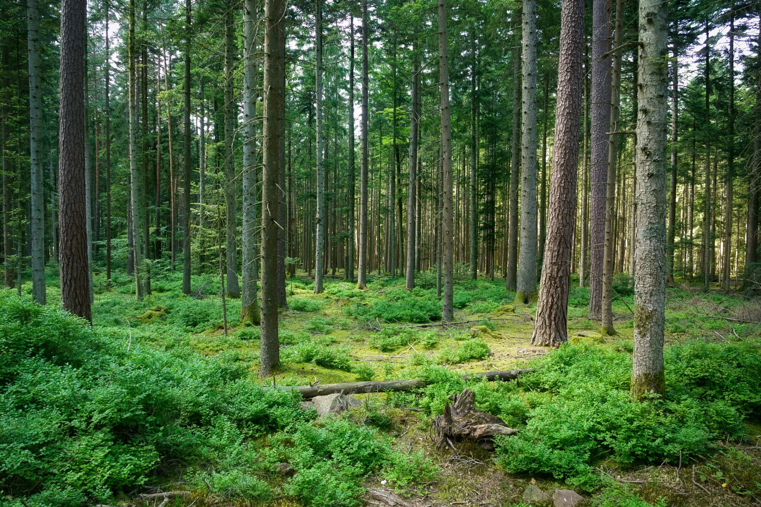 You are currently viewing L&rsquo;article 7 de la Charte de l&rsquo;environnement au soutien des forêts françaises